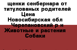 щенки сенбернара от титулованых родителей › Цена ­ 45 000 - Новосибирская обл., Черепановский р-н Животные и растения » Собаки   